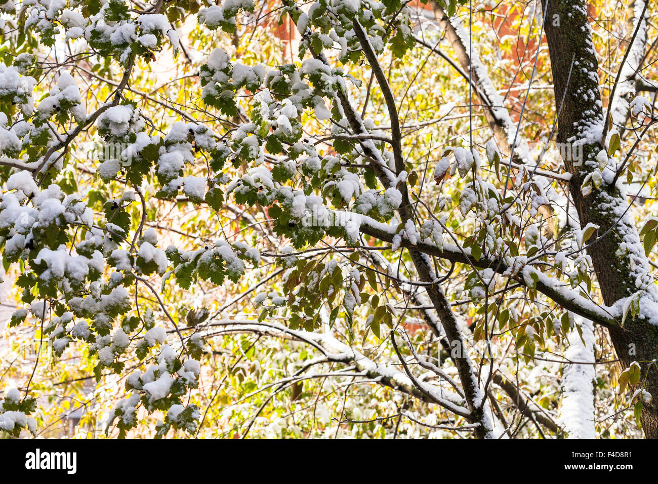 first snow on tree branches in autumn day Stock Photo