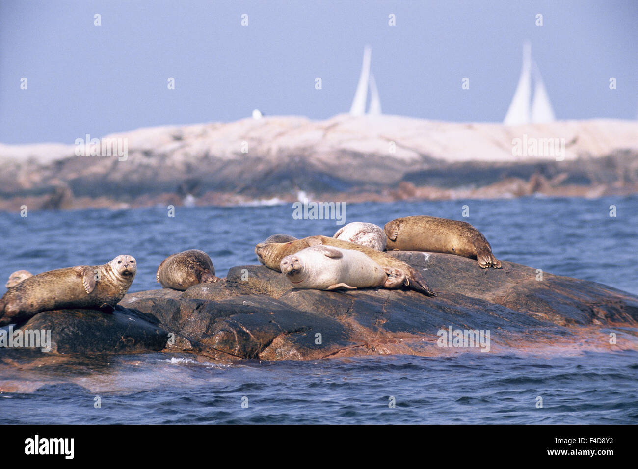 Seals on rocks lying in sea Stock Photo