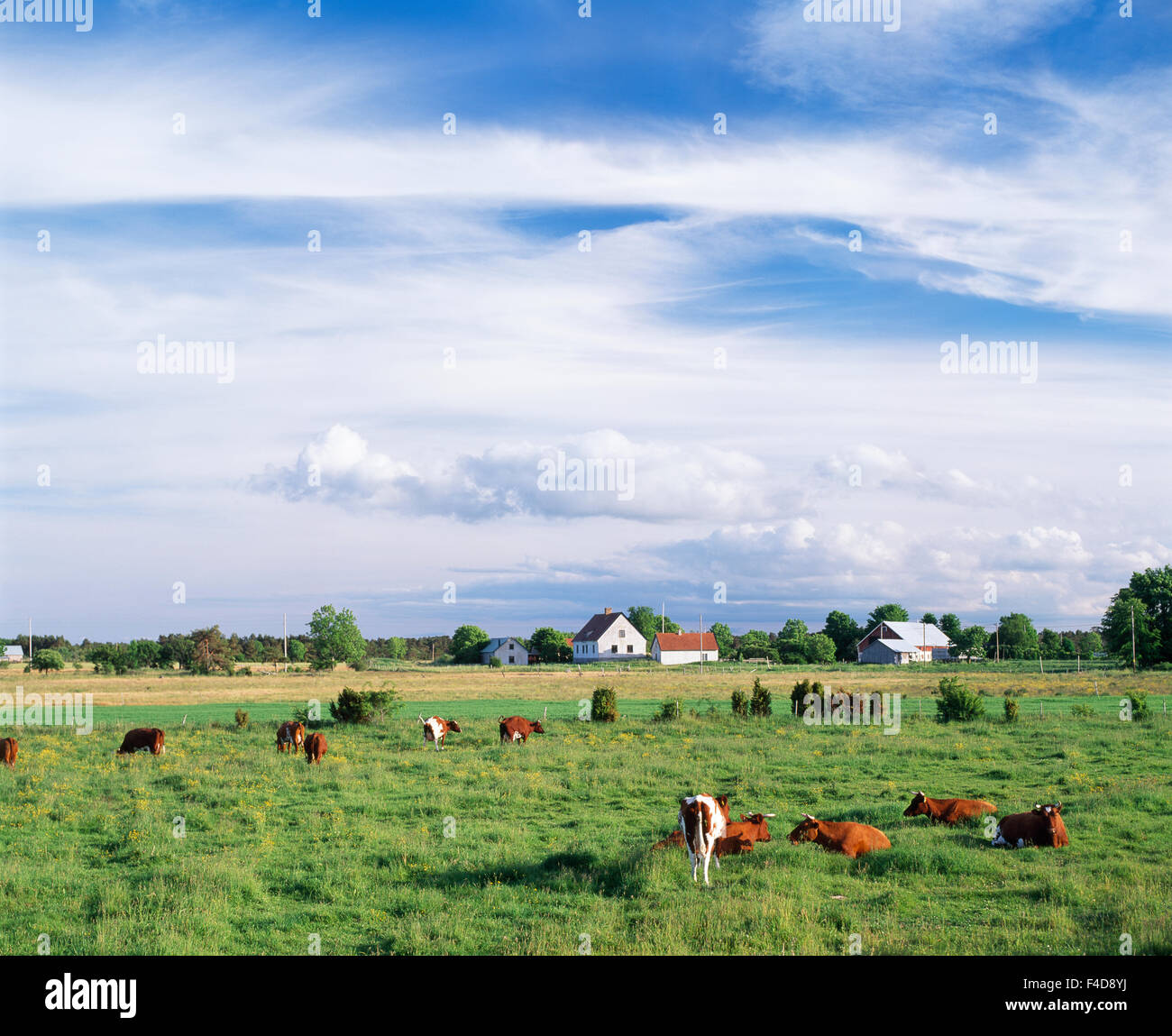 Cattle grazing in a pasture Stock Photo - Alamy