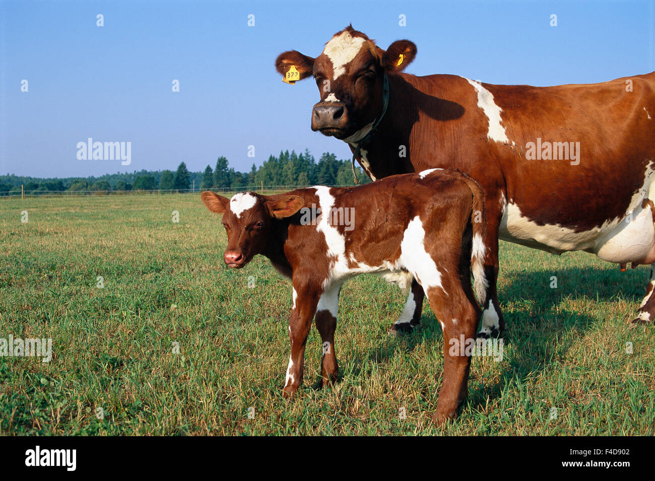 A cow and a calf in a pasture Stock Photo - Alamy