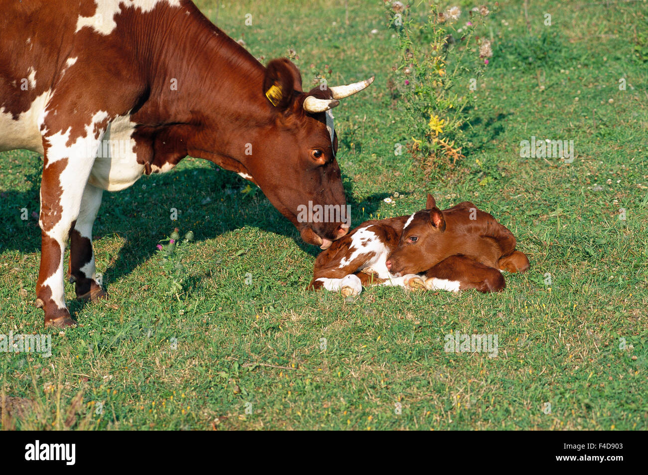 A cow and a calf in a pasture Stock Photo - Alamy