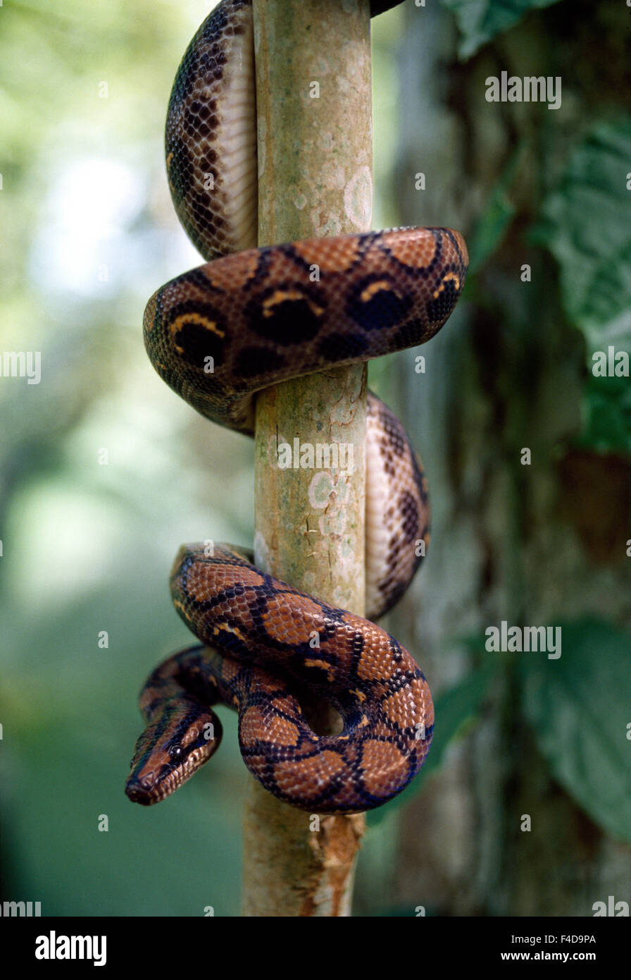 Boa constrictor in a tree. Stock Photo