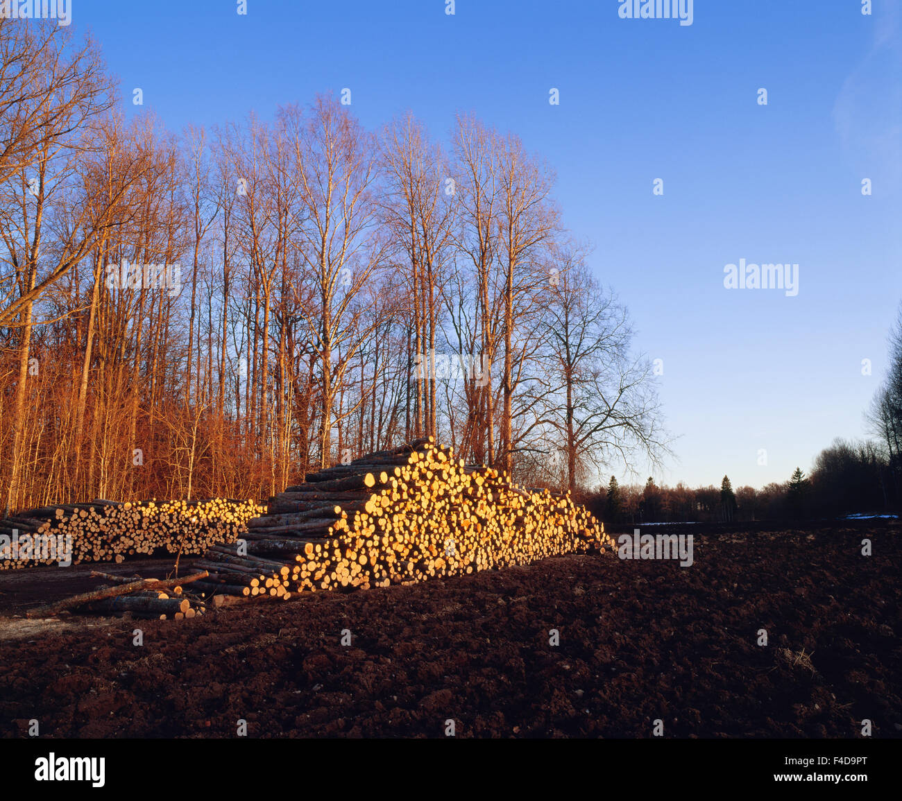 Aspen logs in pile hi-res stock photography and images - Alamy