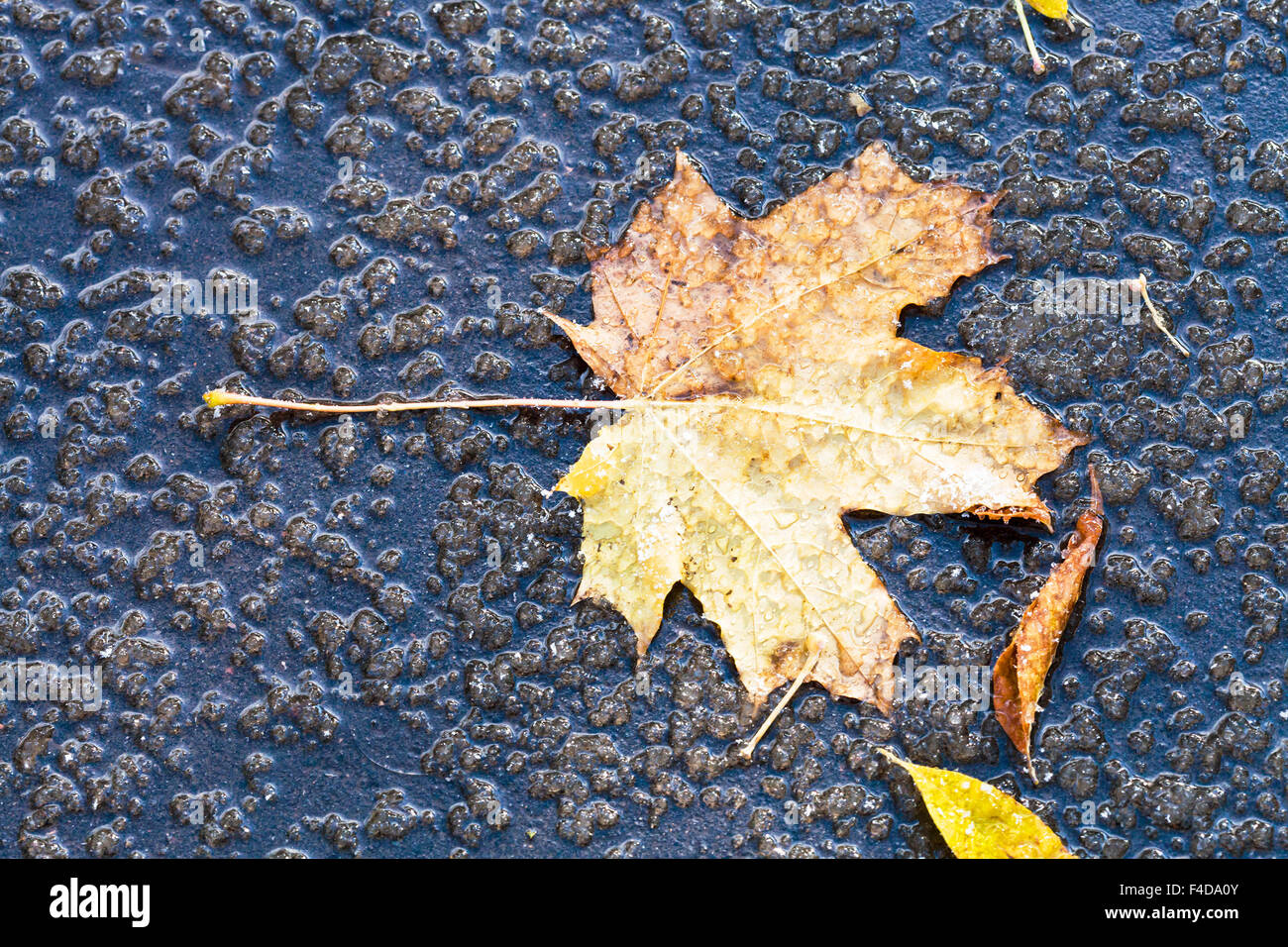 mapple leaf in puddle from melting first snow on asphalt path in autumn Stock Photo