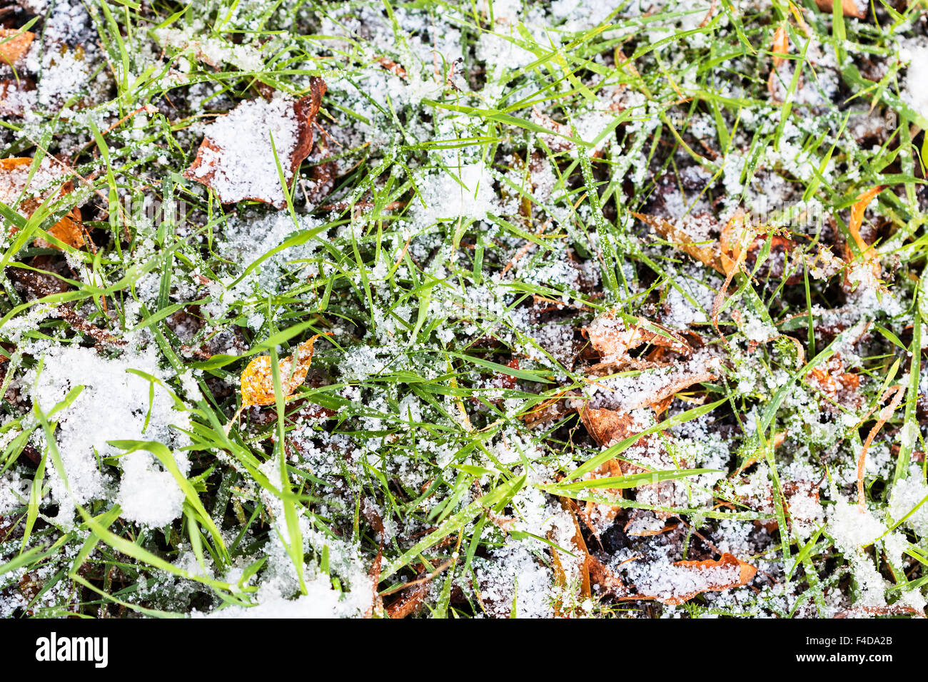green grass on meadow under first snow in autumn Stock Photo - Alamy