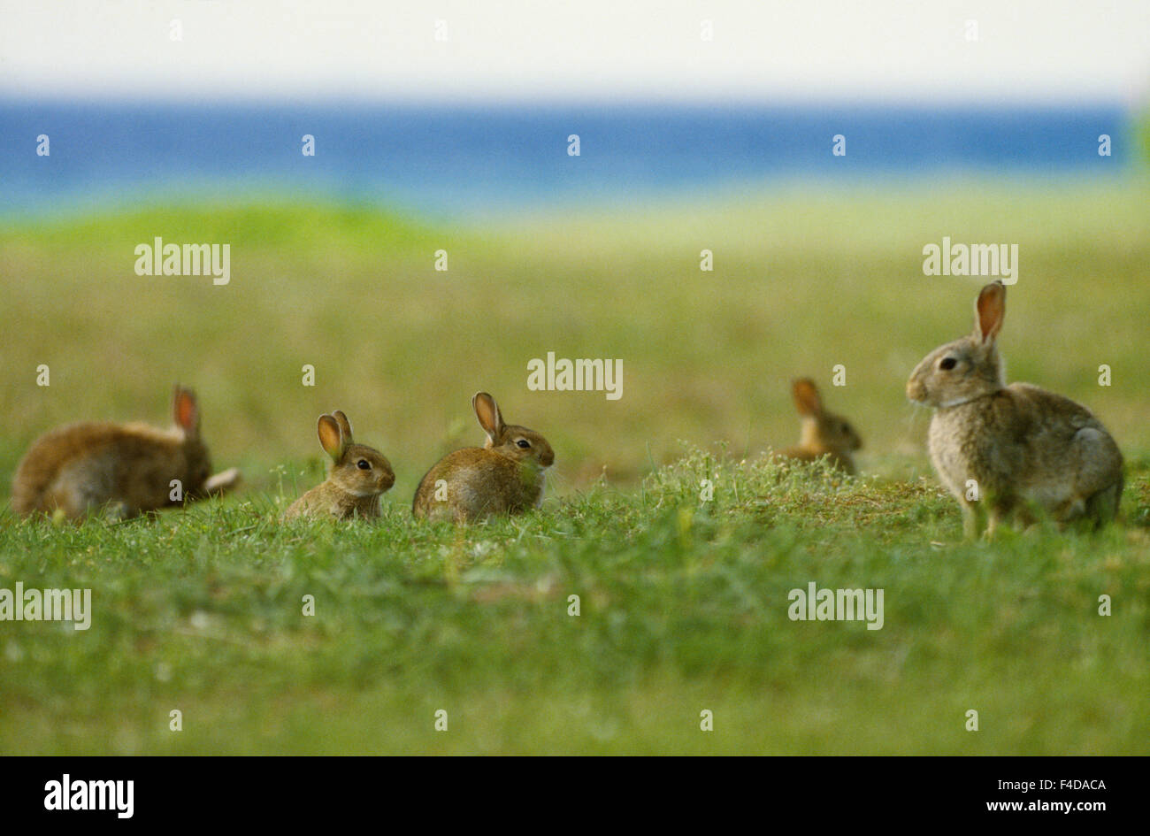 Rabbits on grass, side view Stock Photo - Alamy