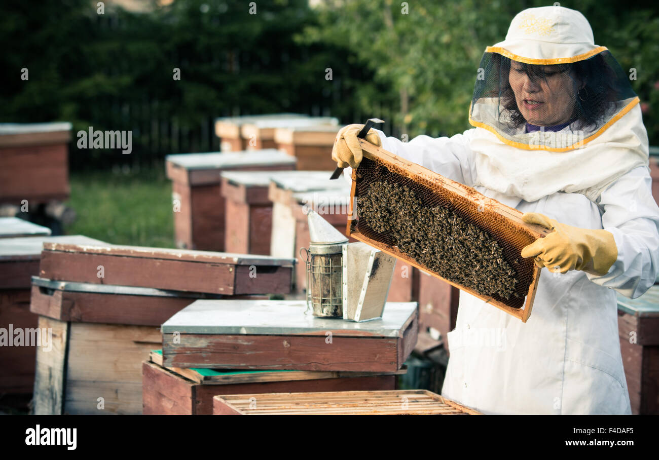 Tools for beekeeping hi-res stock photography and images - Alamy