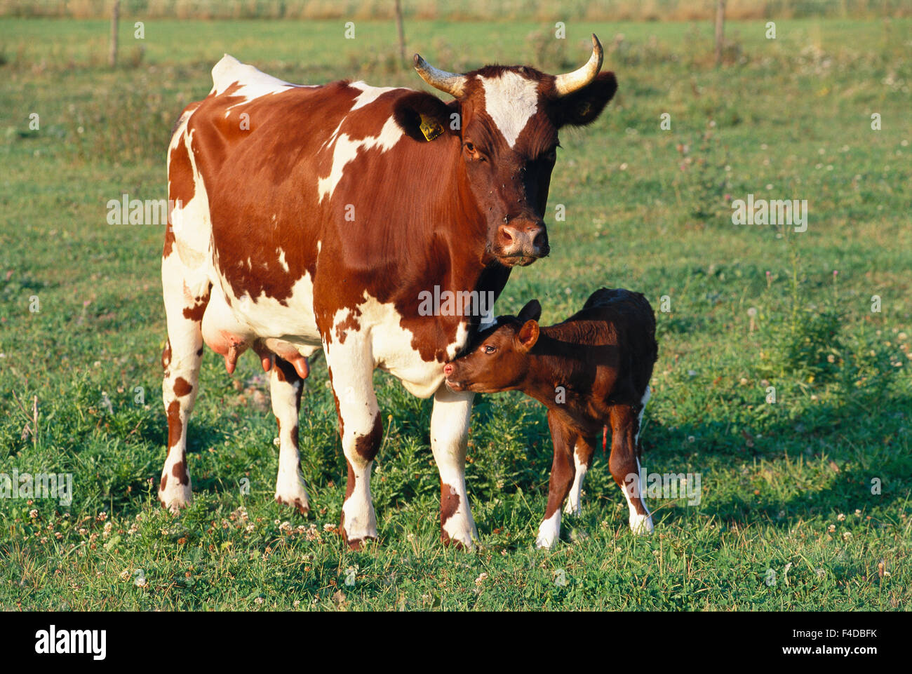 A cow and a calf in a pasture Stock Photo - Alamy