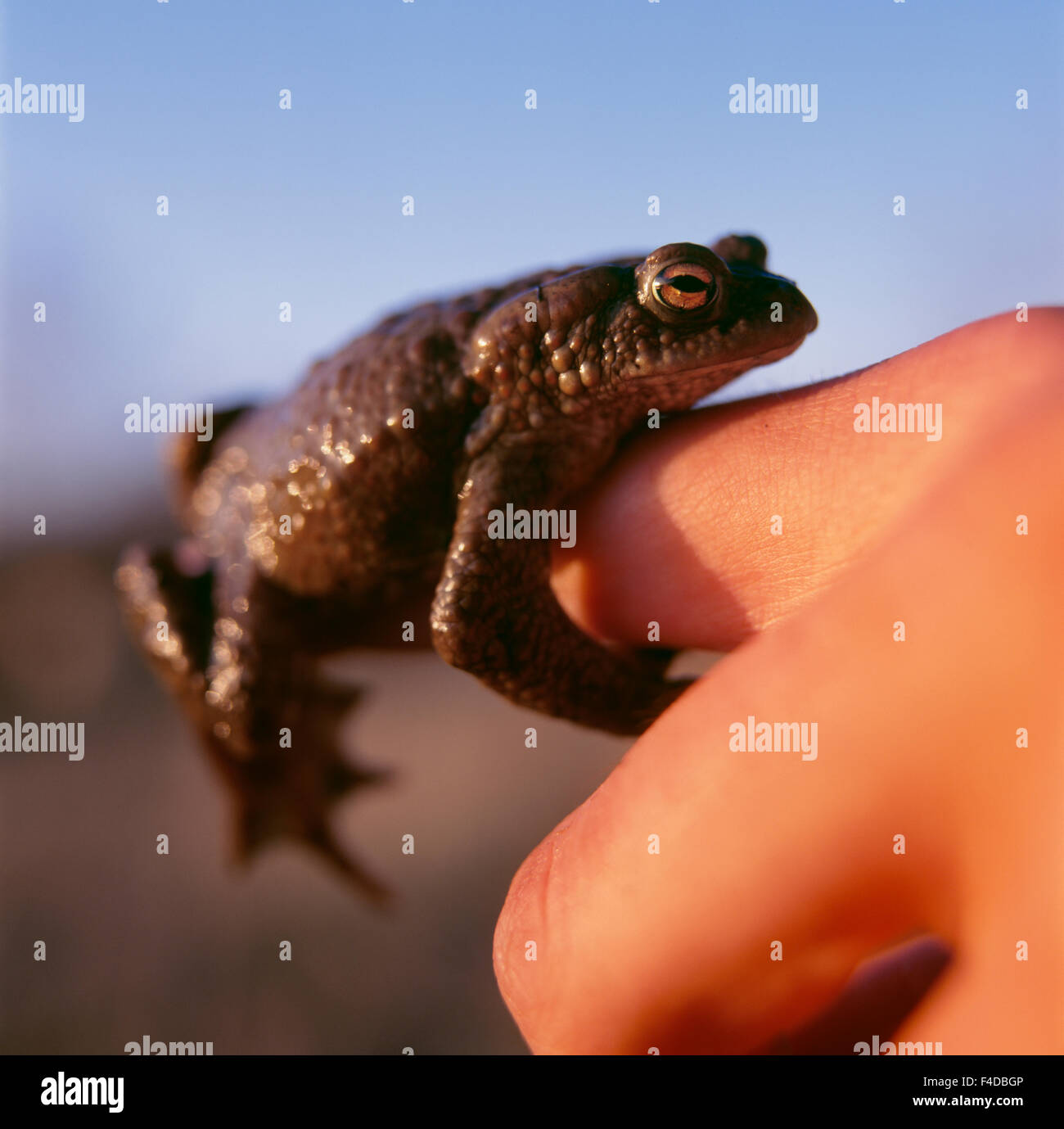 Frog holding hi-res stock photography and images - Alamy