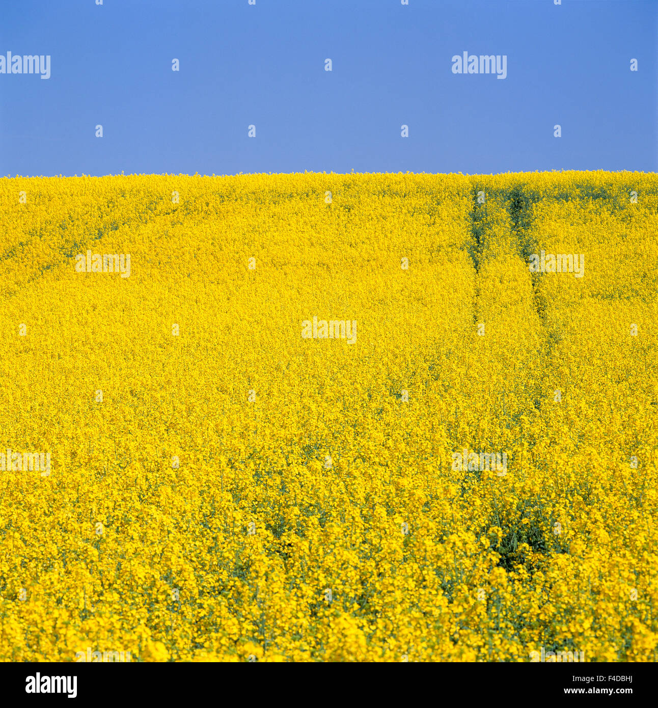 A rape field and a blue sky Stock Photo - Alamy