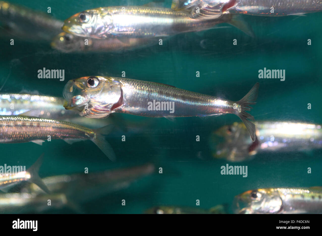 Japanese anchovy (Engraulis japonicus) in Japan Stock Photo Alamy