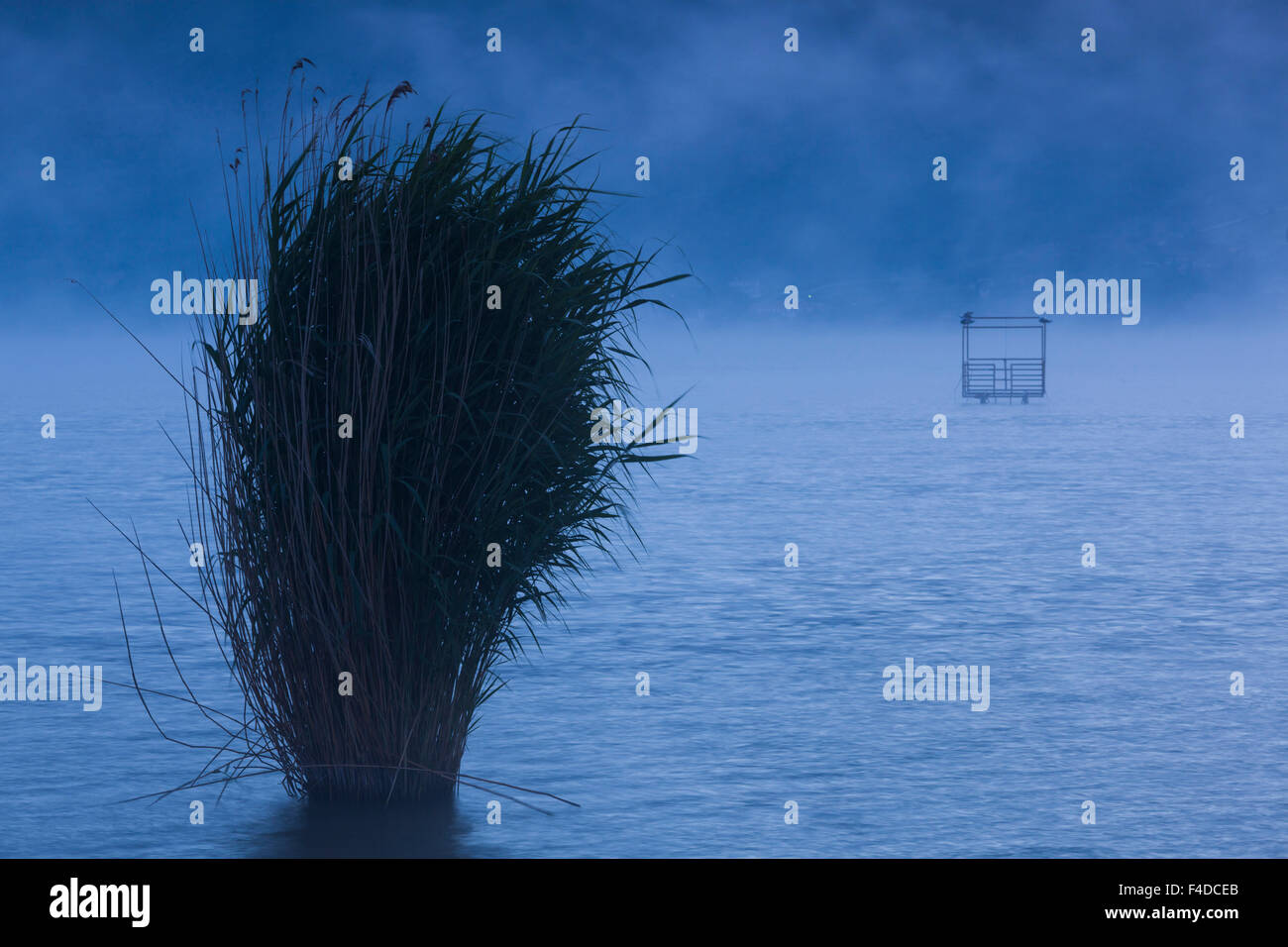 Greece, Epirus, Ioannina, lake mist and reeds, Lake Pamvotis, dawn Stock Photo