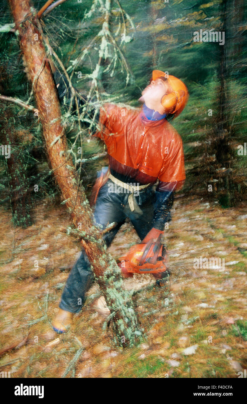 Wood cutter cutting trees in forest Stock Photo Alamy