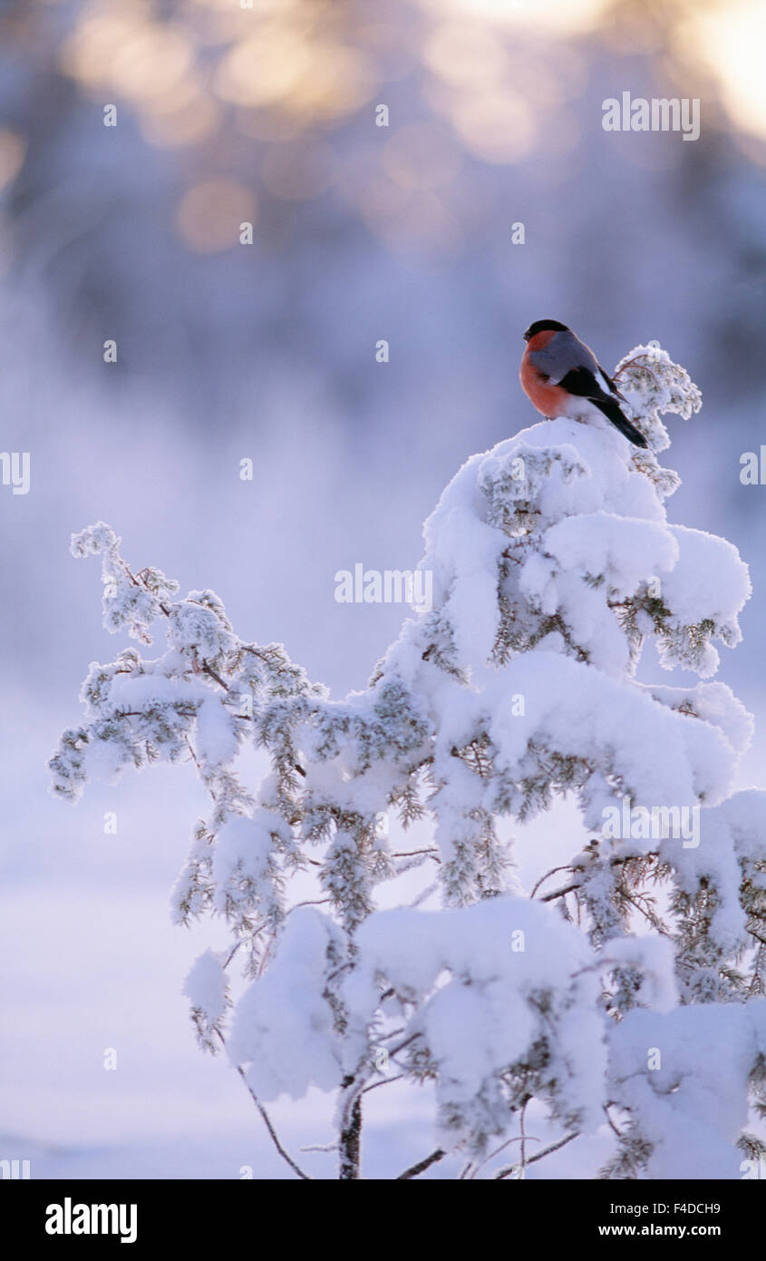 Bird perched on snow-covered tree Stock Photo