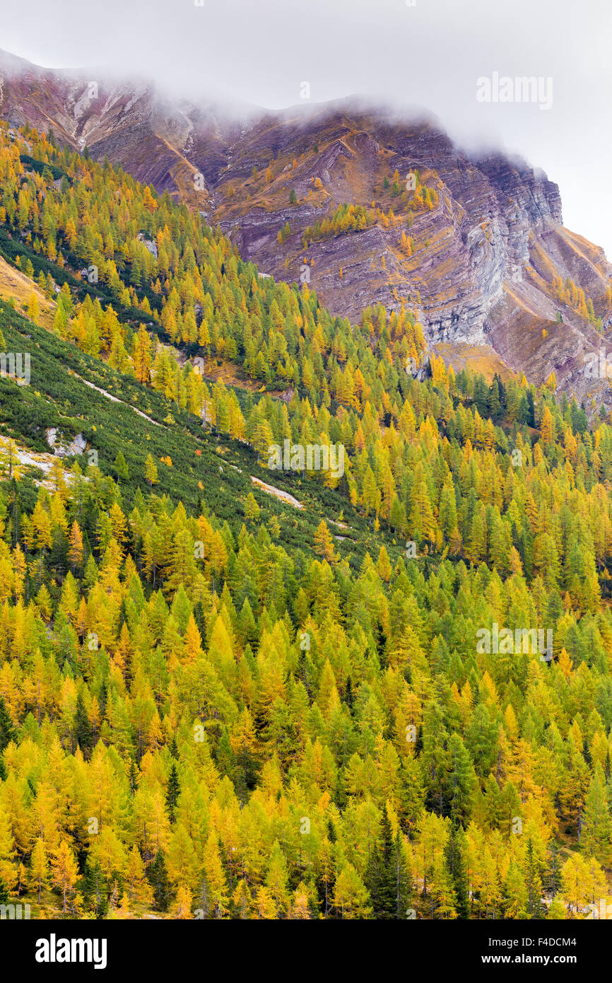 Larch forest (Larix decidua). Coniferous forest in autumn season, near Passo Rolle. The Dolomites of Trentino. Italian Alps. Stock Photo