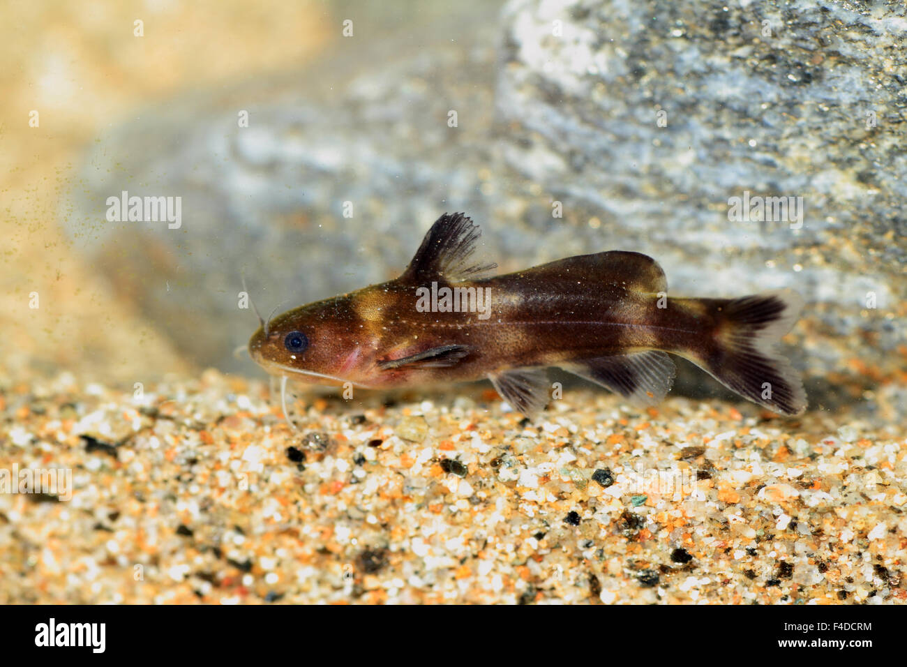 Stumpy bagrid catfish (Pseudobagrus ichikawai) in Japan Stock Photo