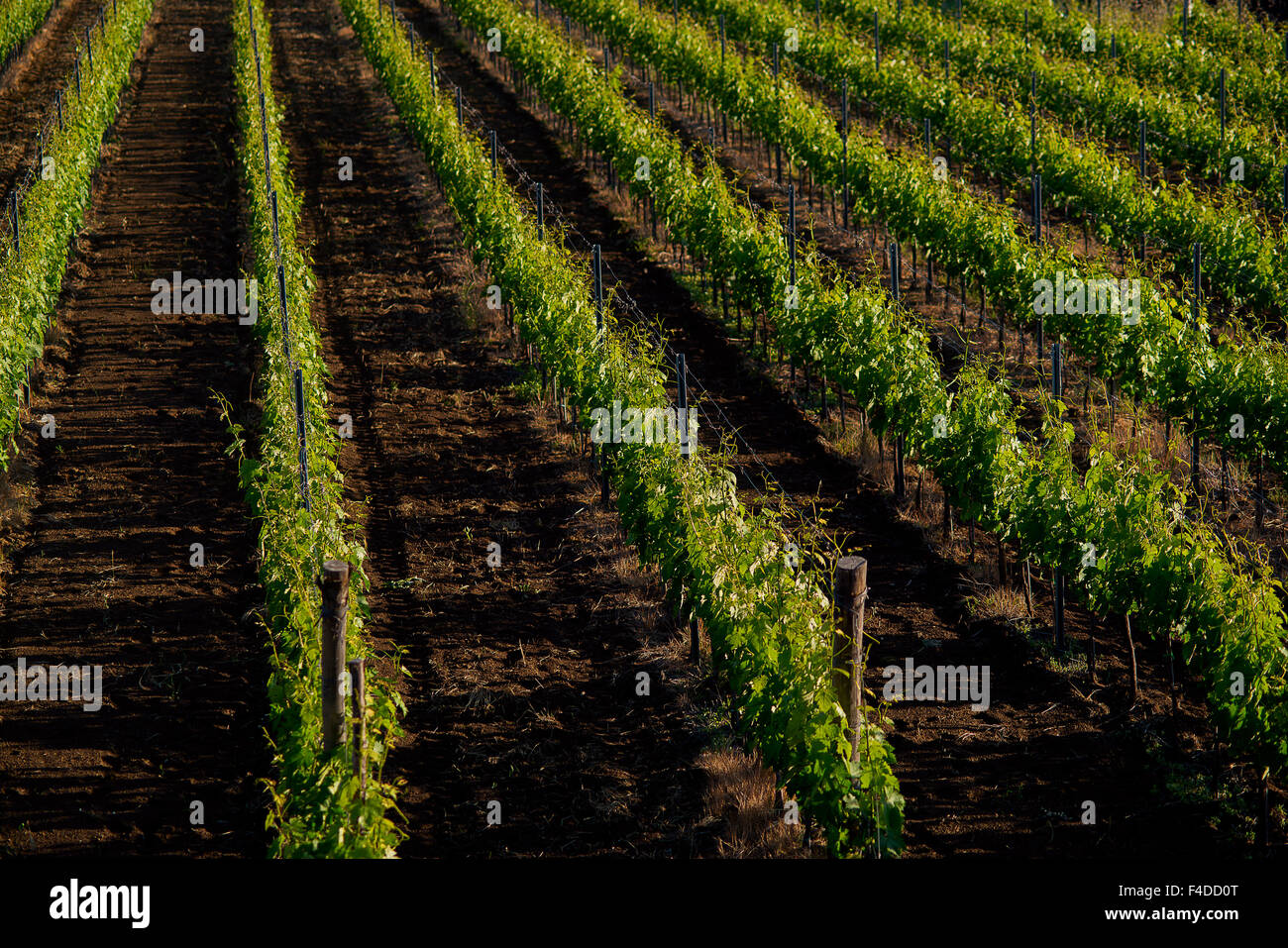 vineyard estate in Sicily in territory of Etna Stock Photo Alamy