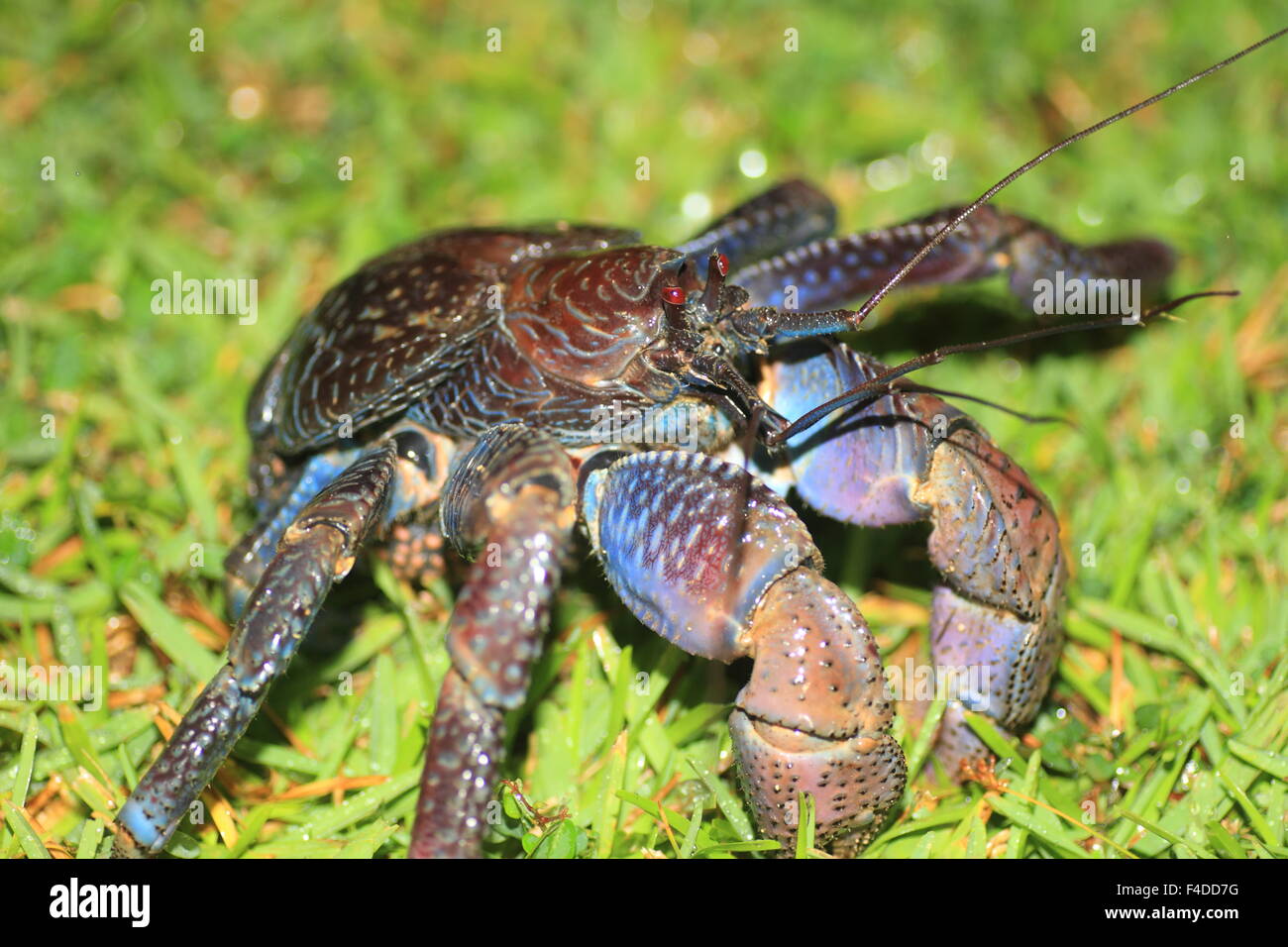 Coconut crab (Birgus latro) in Okinawa, Japan Stock Photo
