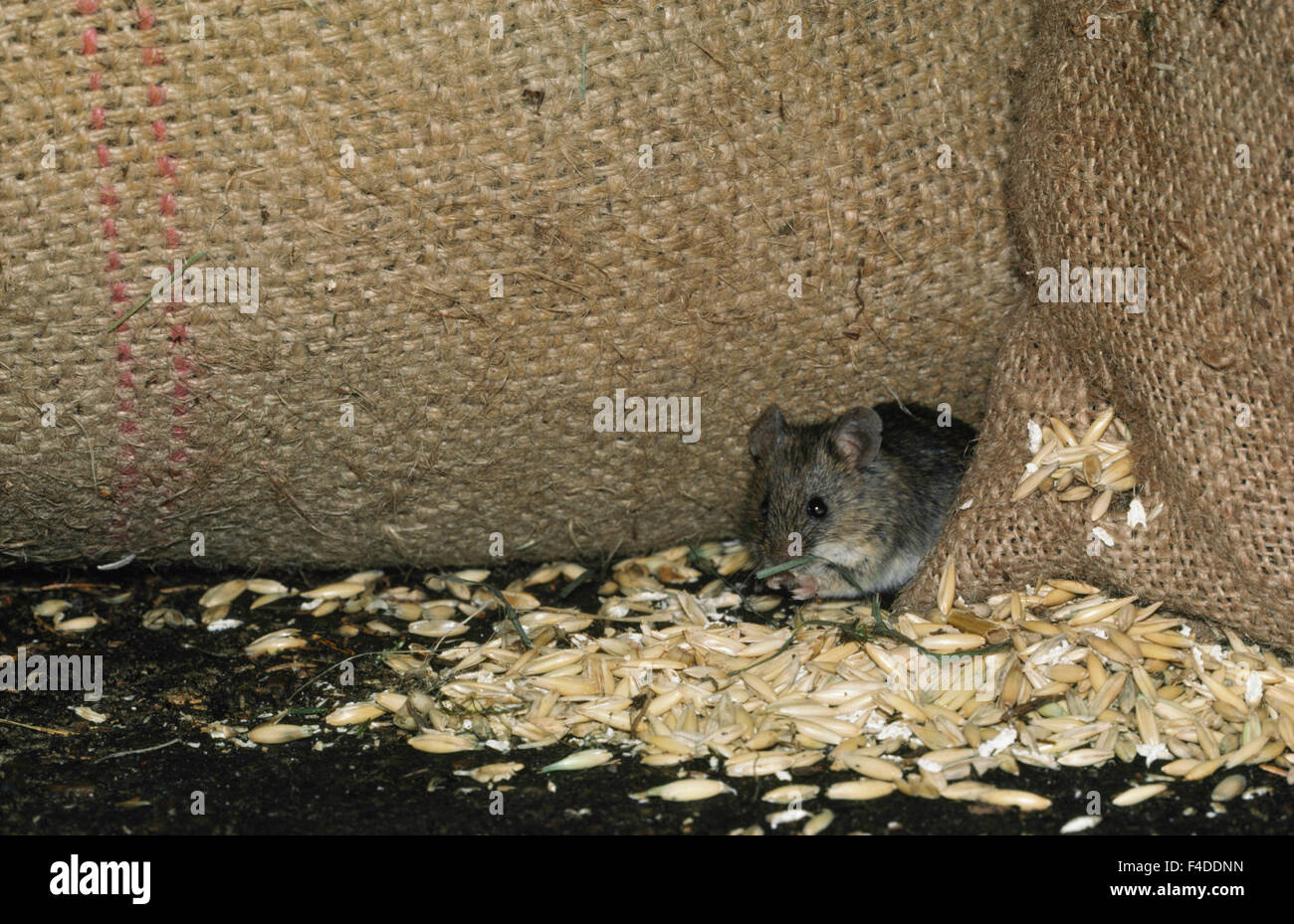 House mouse eating food from sacks Stock Photo Alamy