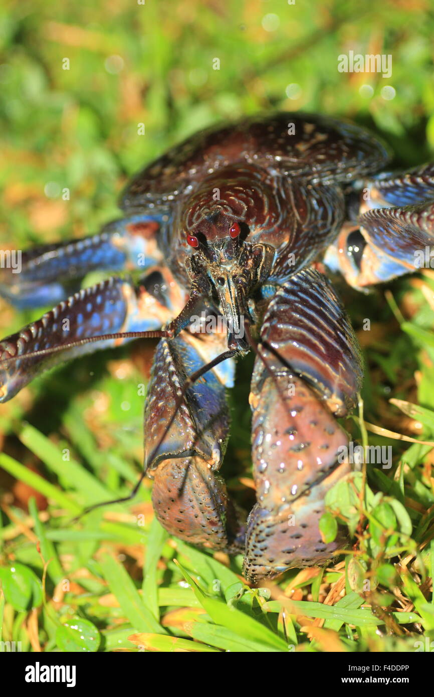 Coconut crab (Birgus latro) in Okinawa, Japan Stock Photo Alamy