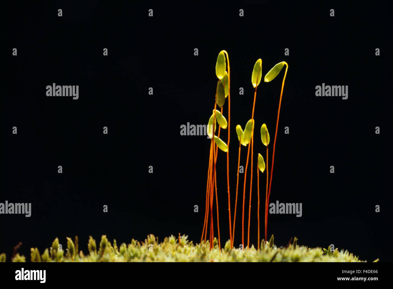 Saplings grow hi-res stock photography and images - Alamy