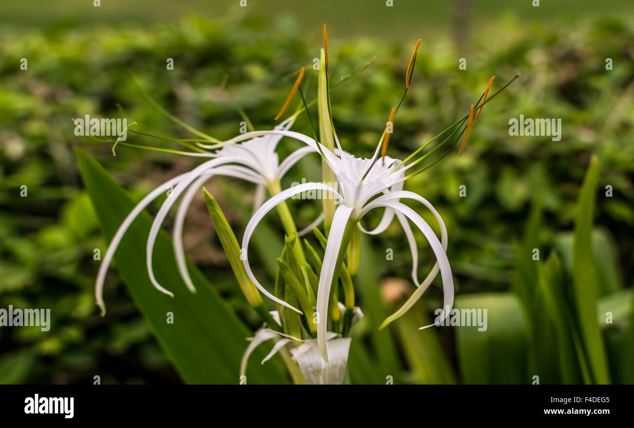 Spider Lily Flower Stock Photo Alamy