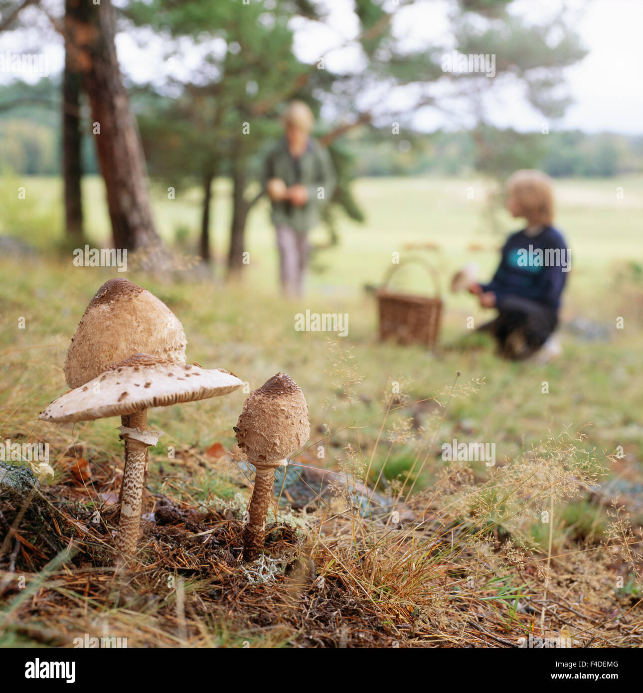 Picking Mushrooms High Resolution Stock Photography and Images Alamy