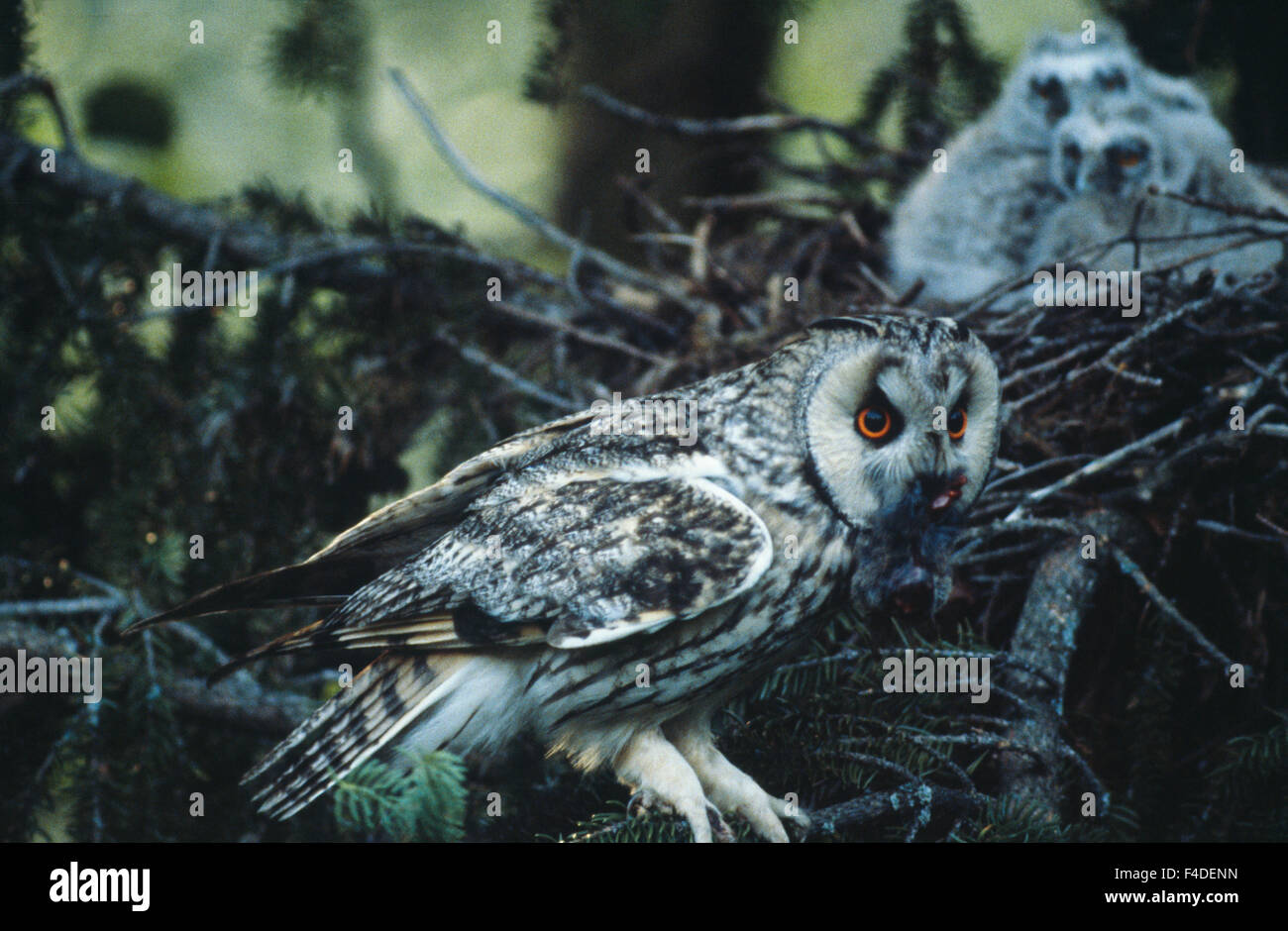 Owls sitting, close-up Stock Photo