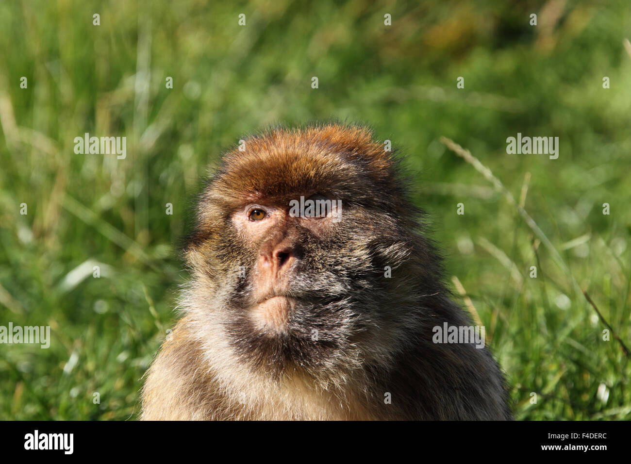 Macaque attention hi-res stock photography and images - Alamy