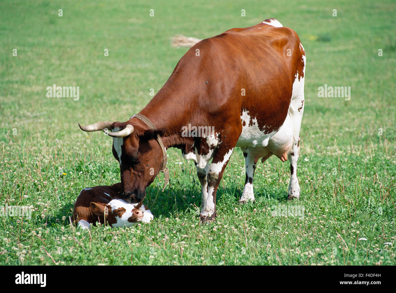 A cow and a calf in a pasture Stock Photo - Alamy