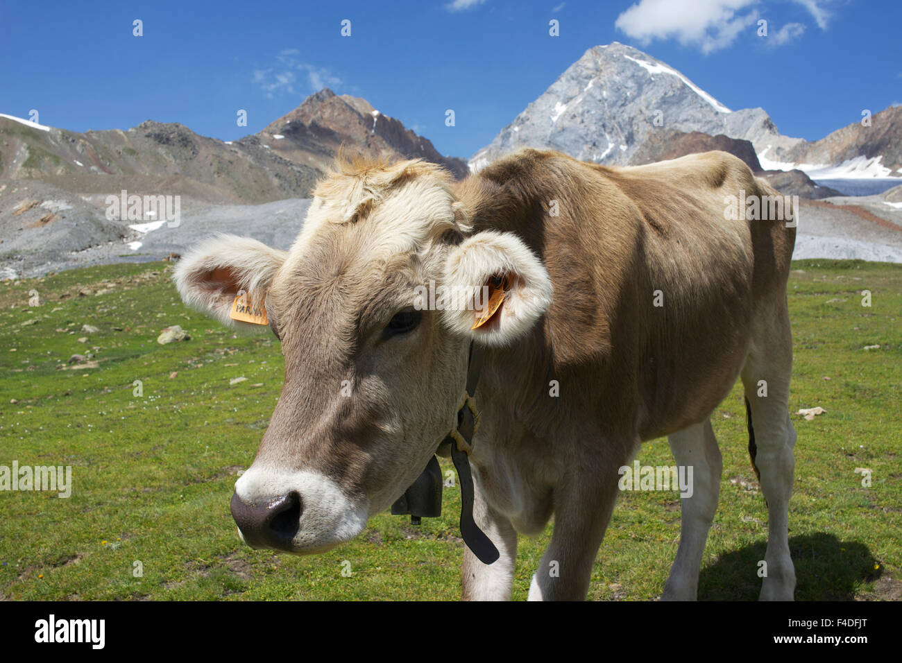 Italy, Stelvio National Park, cattle of the Bruna Alpina or 'Alpine ...