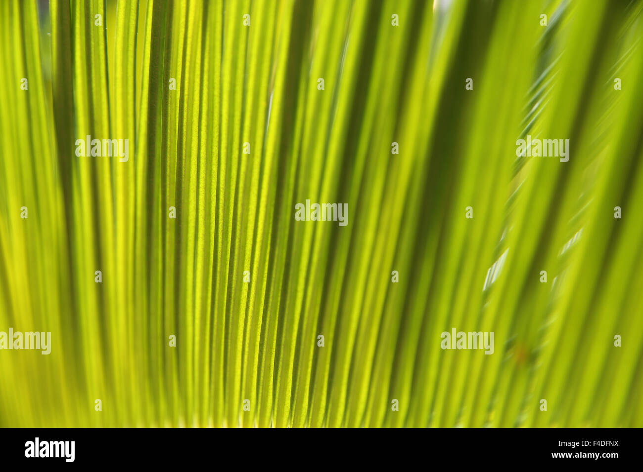bright green leaf sago palm Stock Photo