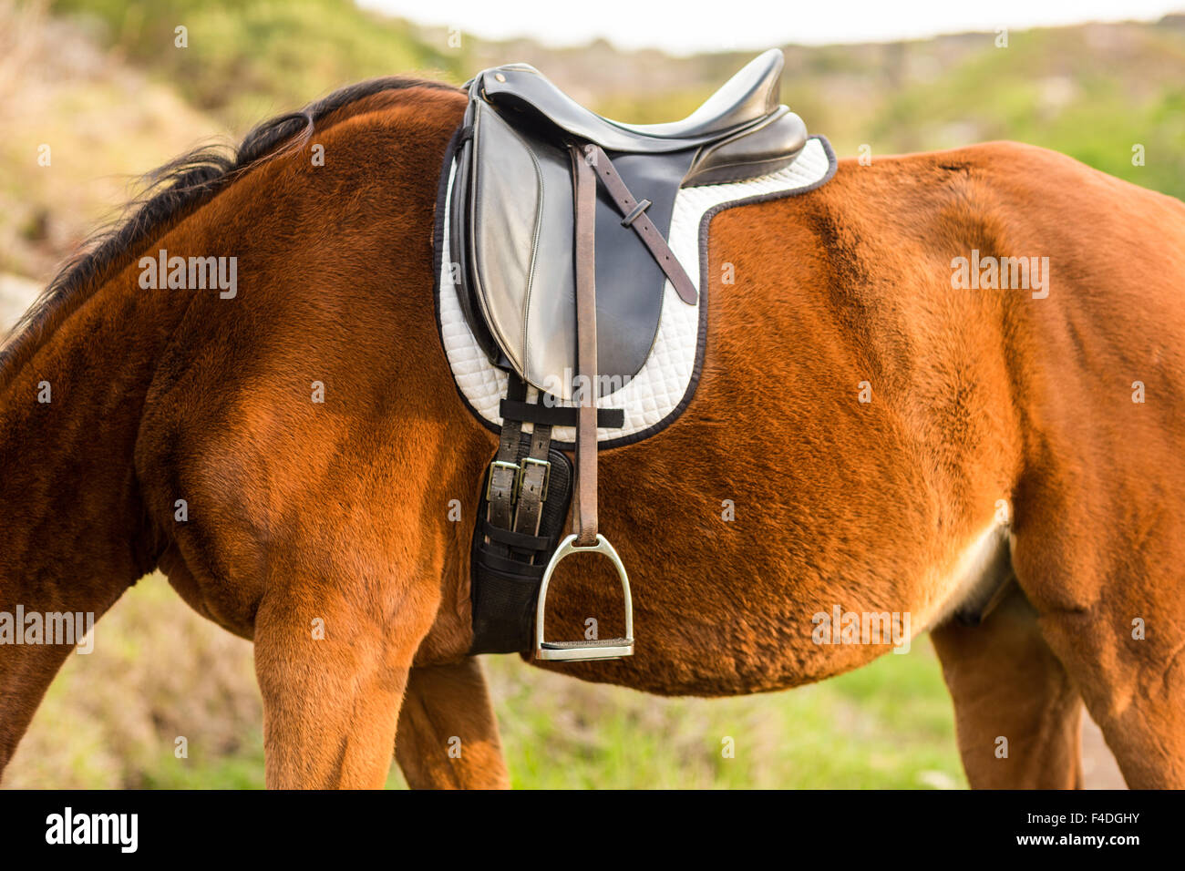 Saddle on a pure bred horse Stock Photo