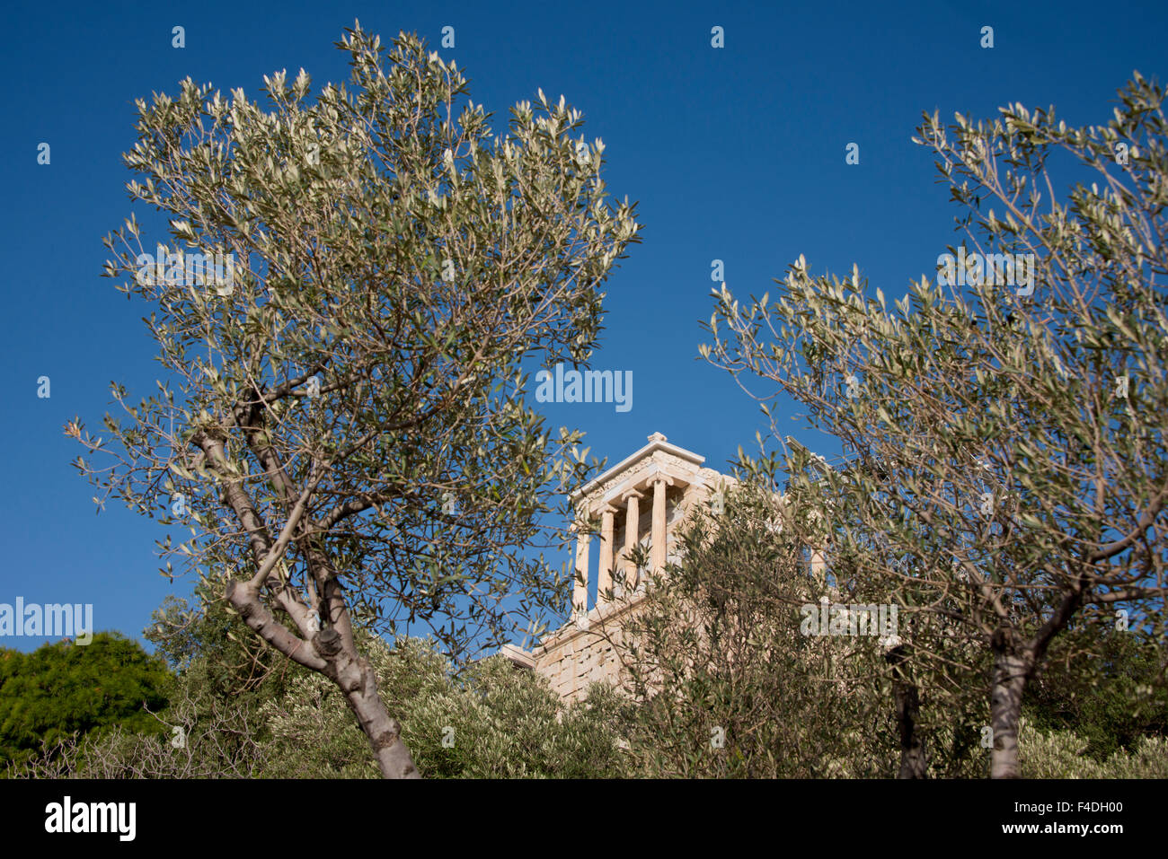 Greece, Athens, Acropolis. Olive tree in front of ancient ruins. (Large