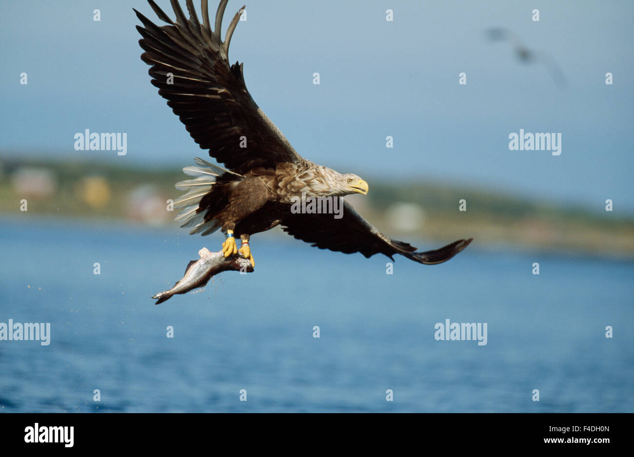 Eagle carrying fish Stock Photo - Alamy