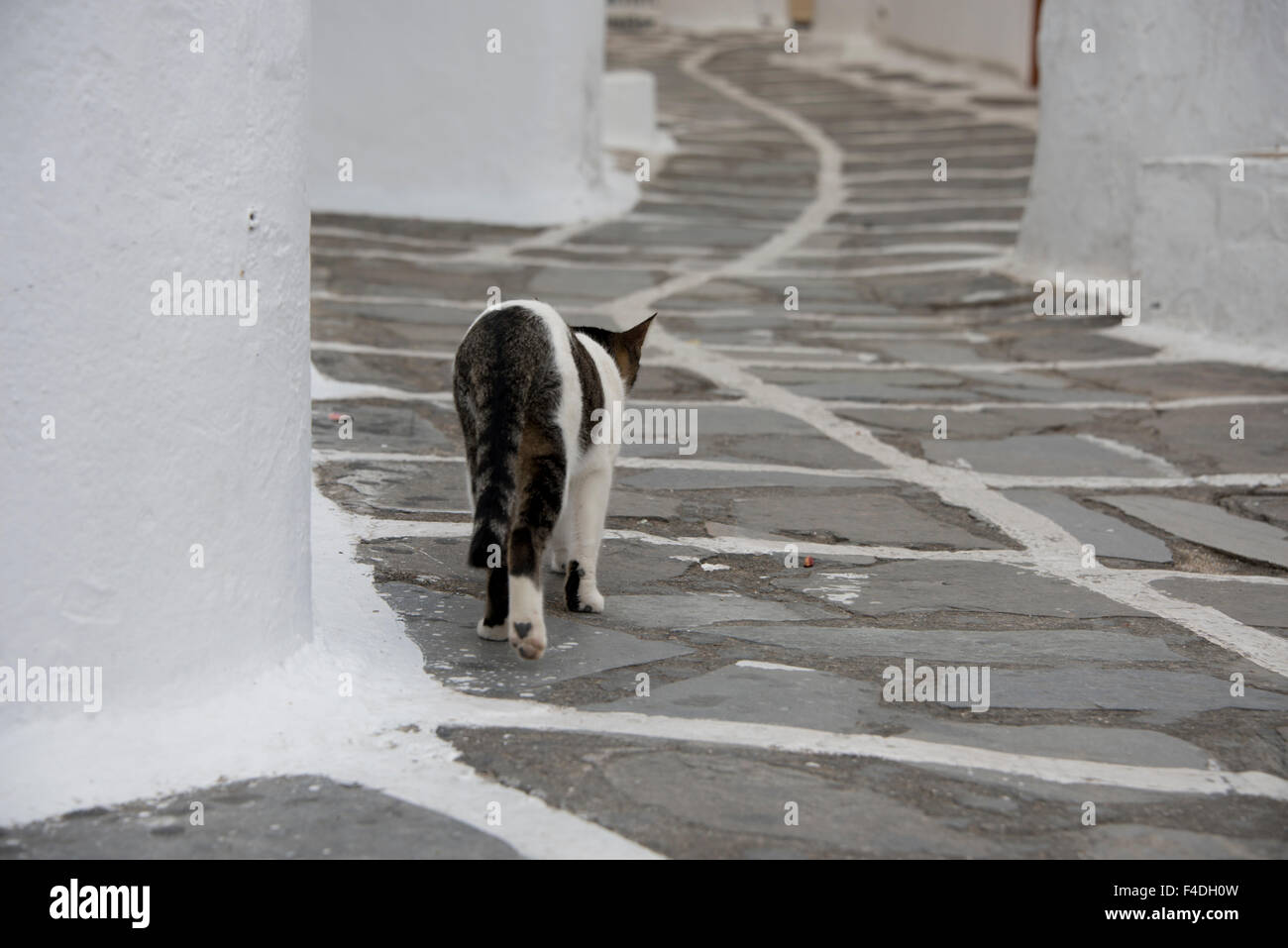 Greece, Cyclades, Mykonos, Hora. Greek cat in the alleys of Mykonos. (Large format sizes available). Stock Photo