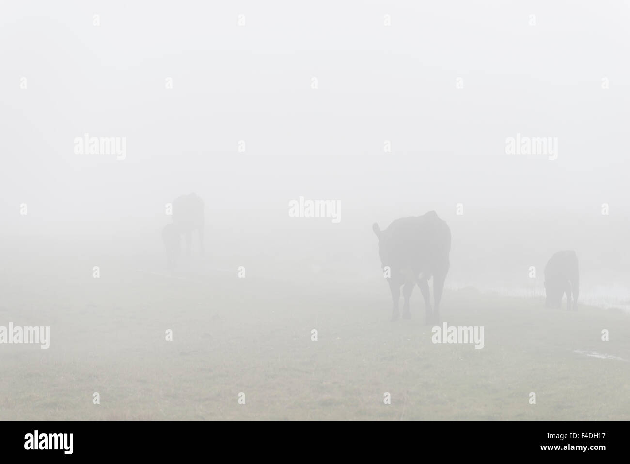 Foggy landscape Stock Photo