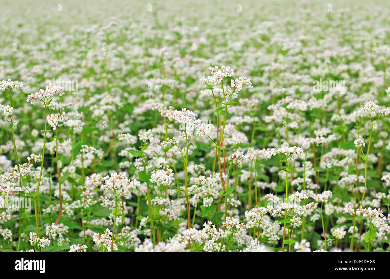 Field of buckwheat with a white blossoms Stock Photo
