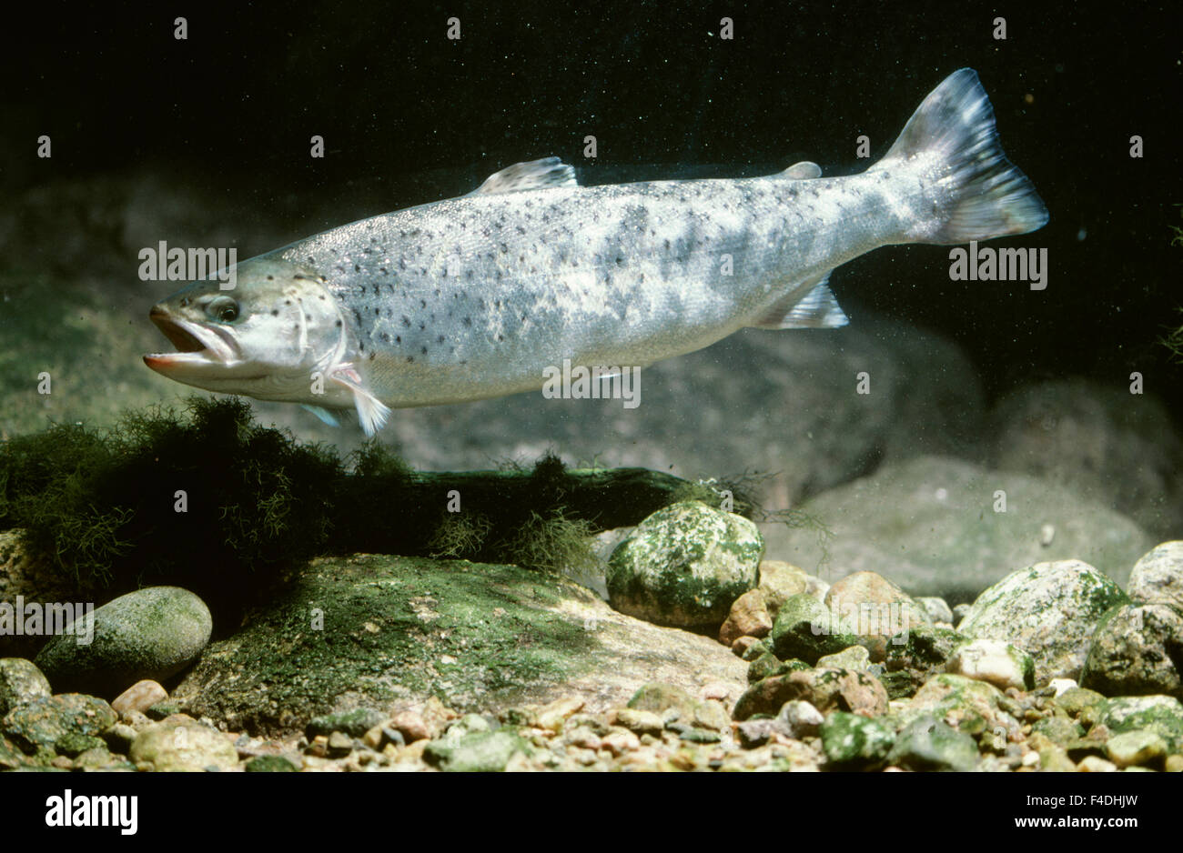 Fish underwater Stock Photo