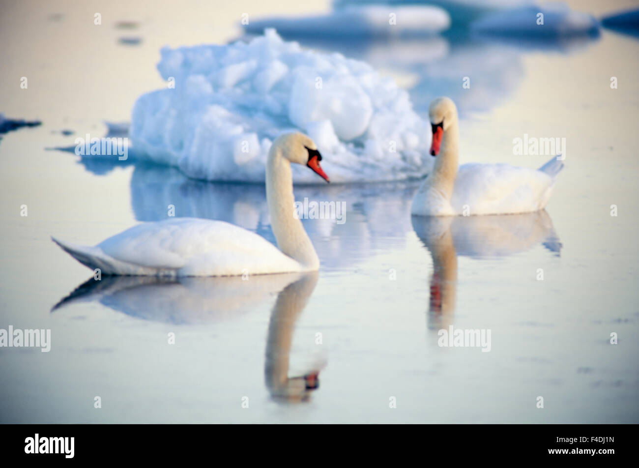 Swans in the winter, Sweden. Stock Photo
