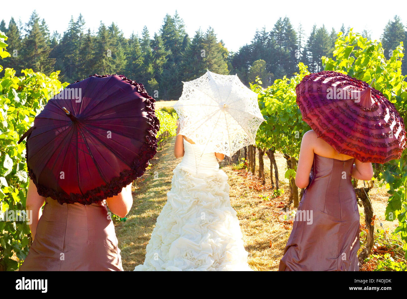 Parasol held by the bride on her wedding day in a vineyard. Stock Photo