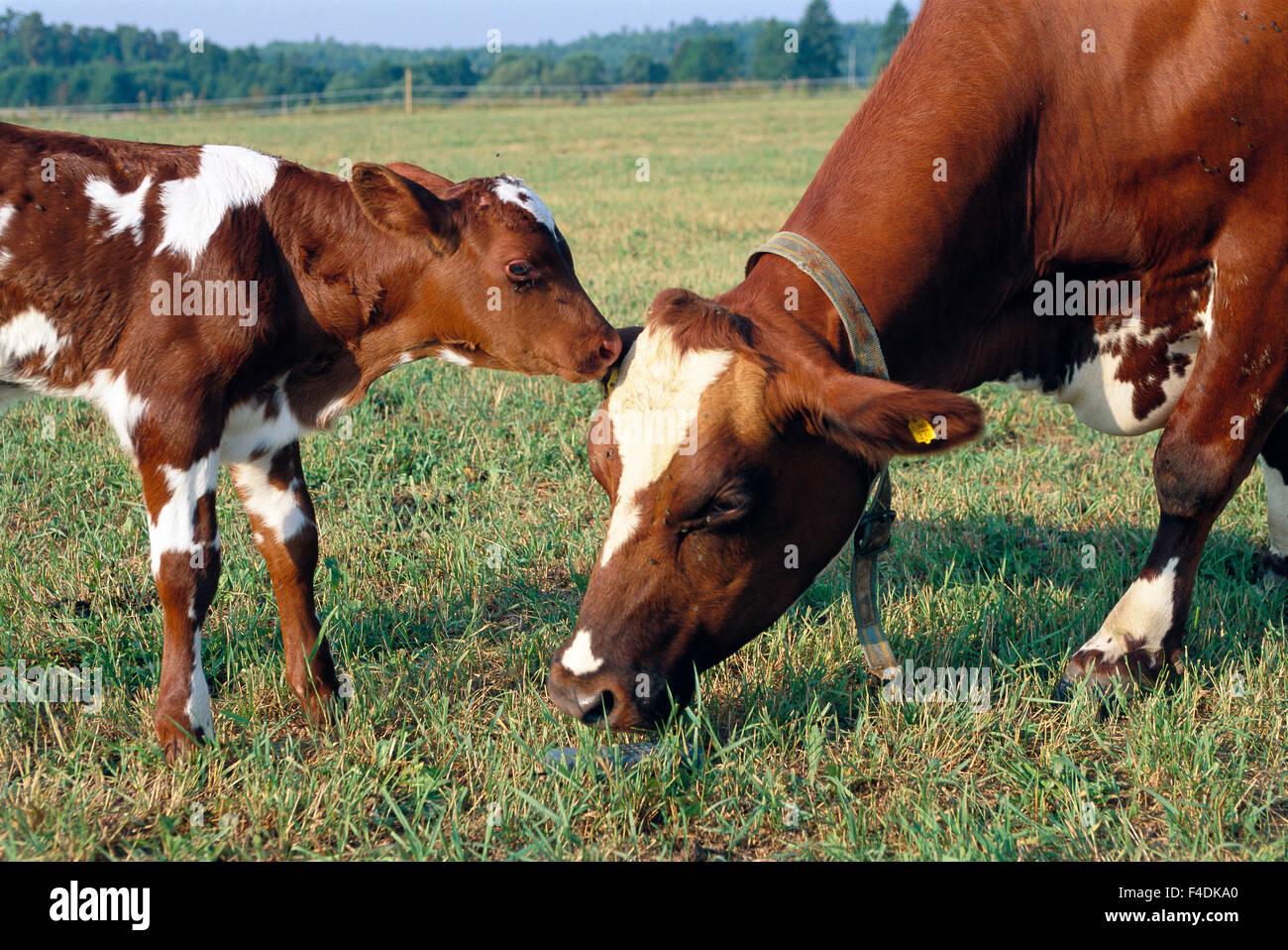 A cow and a calf in a pasture Stock Photo - Alamy