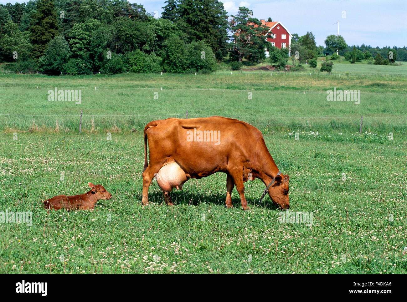 A cow and a calf in a pasture Stock Photo - Alamy