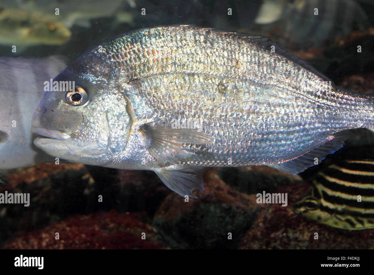 Japanese red seabream (Pagrus major) in Japan Stock Photo