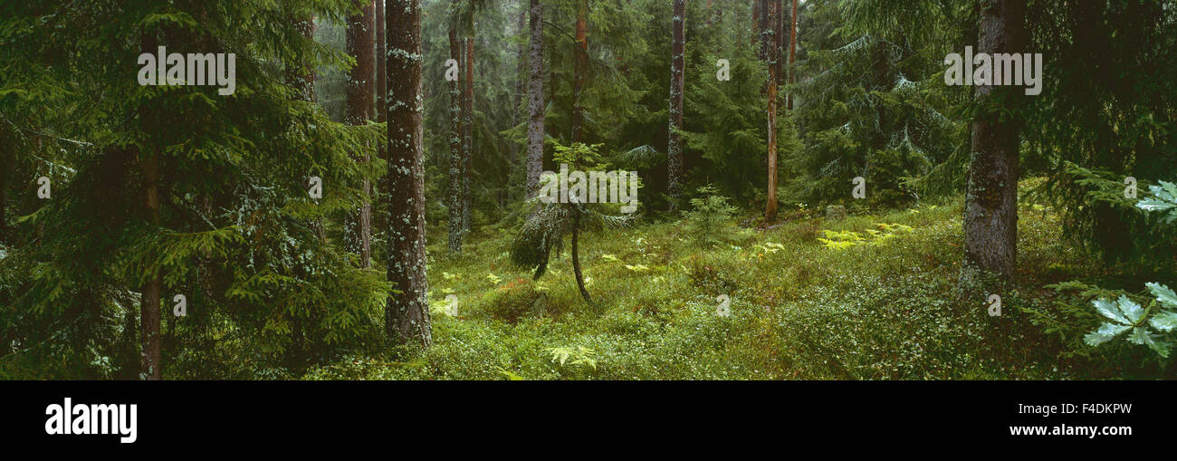 color image mixed forest spruce forest Stock Photo