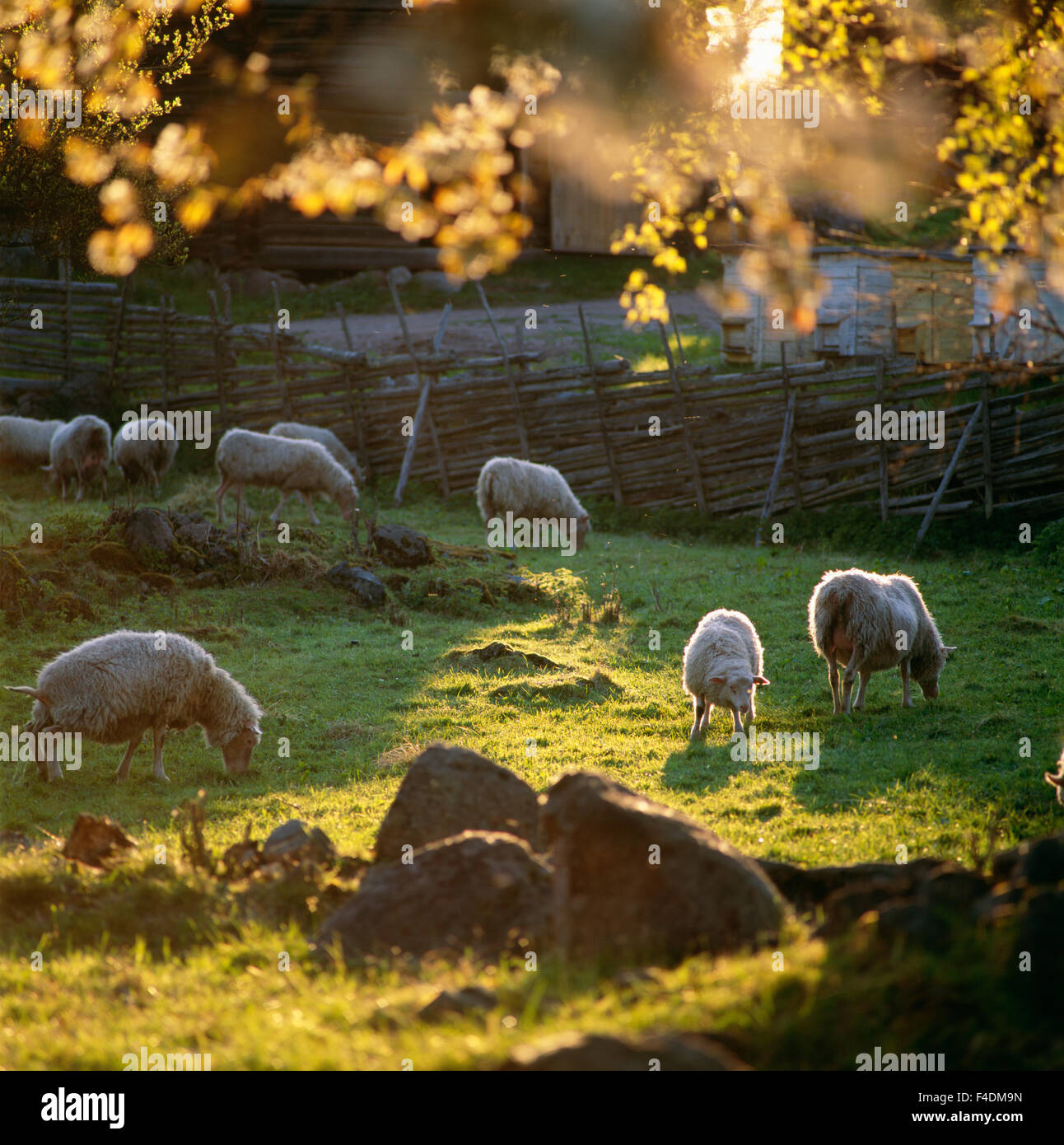 Sheep on grass Stock Photo - Alamy