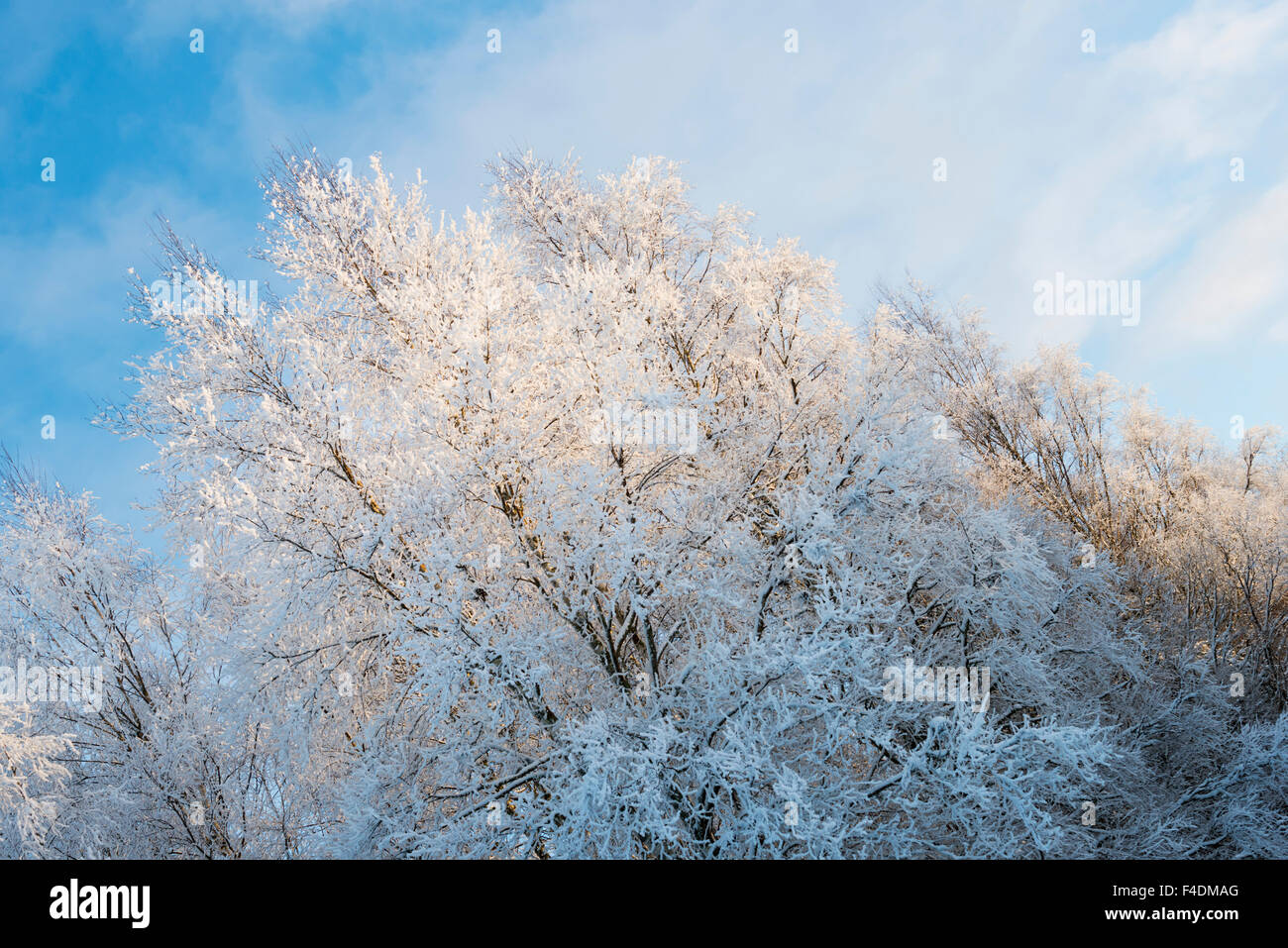 Frosty trees Stock Photo