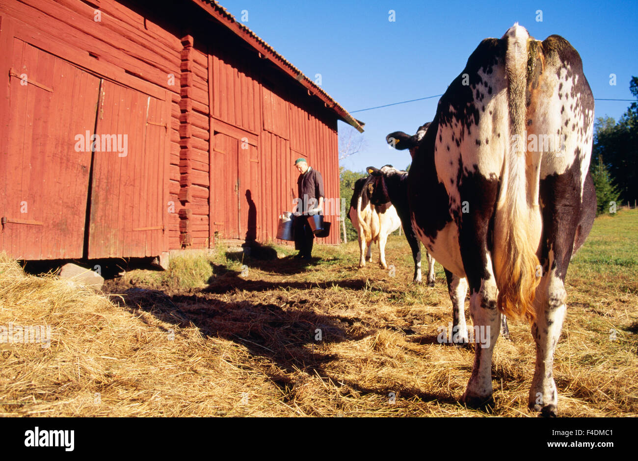 Man by cows with containers in farm Stock Photo - Alamy