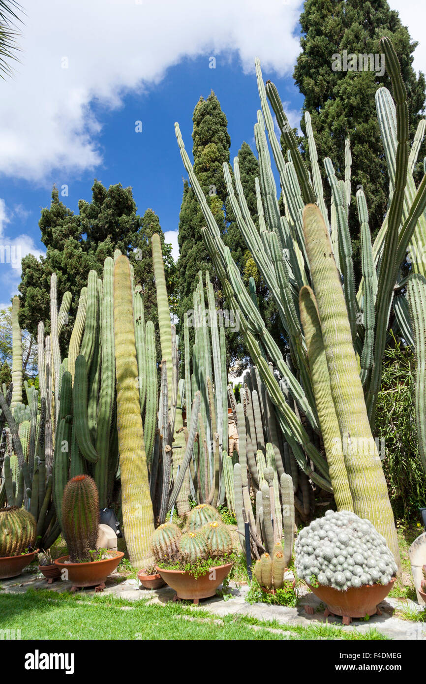Park cactus on malta europe hi-res stock photography and images - Alamy