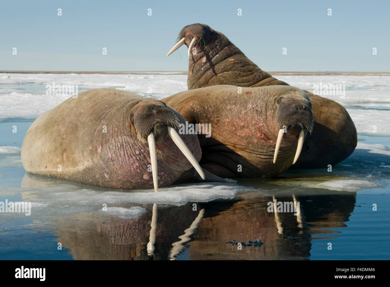 морж рисунок. три моржа. морж. тихоокеанский морж. моржи тюлени морские котики.